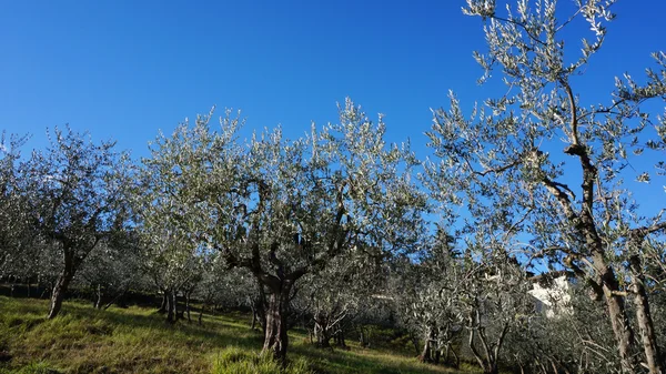 Árbol de aceite de oliva —  Fotos de Stock